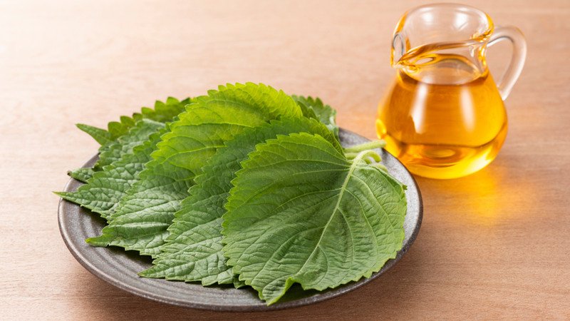 công dụng lá tía tô hạ sốt