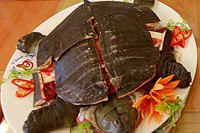 Công dụng thịt rùa