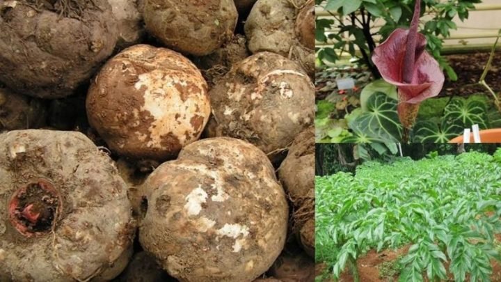 100g Bún Nưa Bao Nhiêu Calo? Phân Tích Dinh Dưỡng Chi Tiết Củ nưa Konjac và các sản phẩm sợi nưa