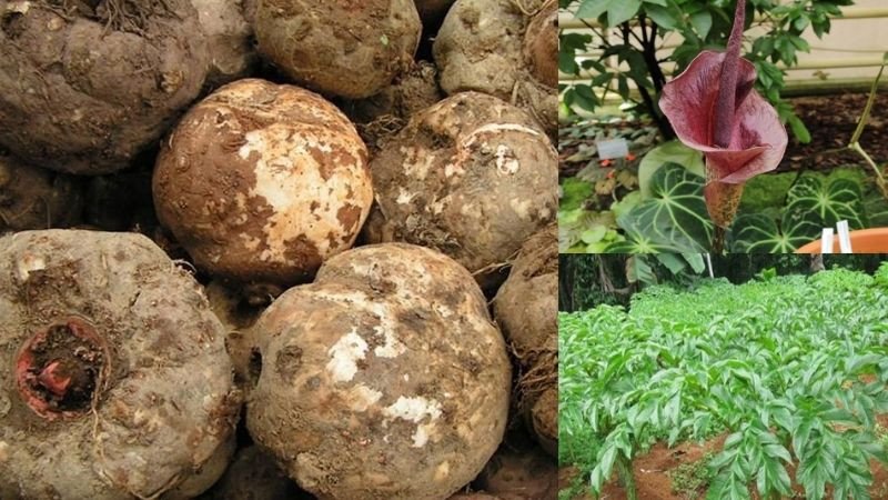 củ nưa nguyên liệu làm bún nưa