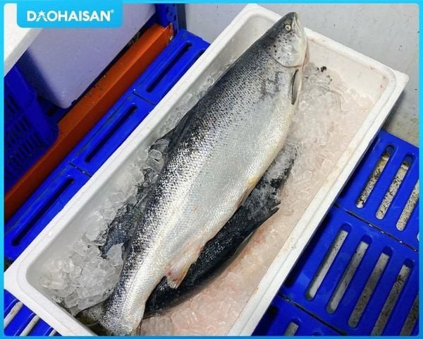 Đầu cá hồi tươi ngon sẵn sàng cho món lẩu măng chua