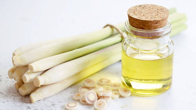 Đèn xông tinh dầu sả lan tỏa hương thơm, giúp đuổi muỗi và côn trùng hiệu quả