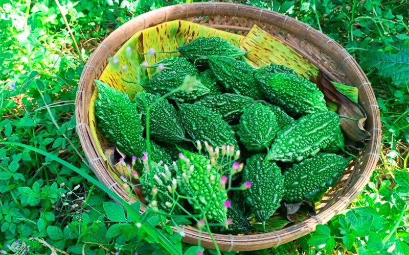 Đối tượng phù hợp dùng khổ qua rừng