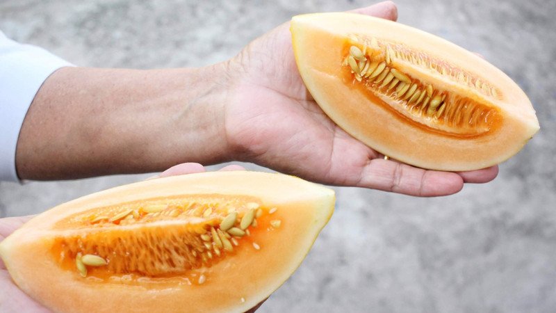 Dưa hoàng kim nguyên quả được bảo quản đúng cách để giữ trọn vị ngọt và dinh dưỡng