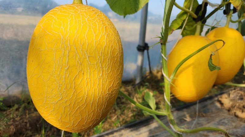 Dưa lưới hoàng kim cắt lát sẵn sàng thưởng thức, tốt cho việc kiểm soát đường huyết và các bệnh lý