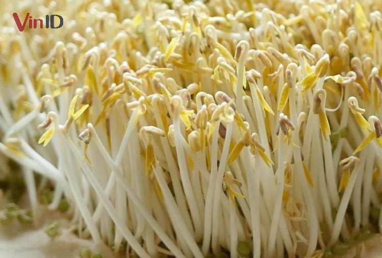 Giá đỗ tươi ngon giàu dinh dưỡng cho món canh