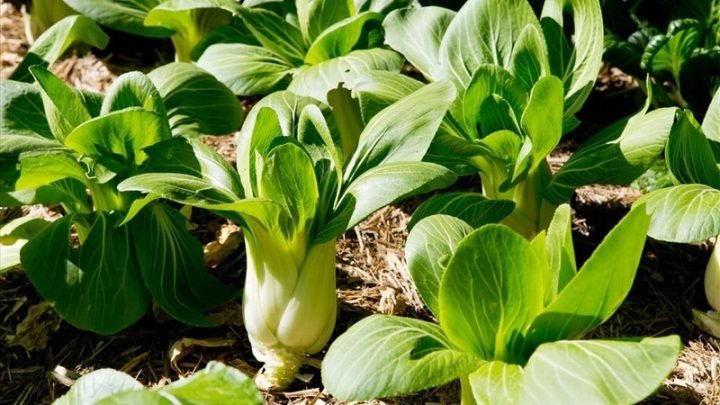 Giá trị dinh dưỡng của 100g cải thìa tươi