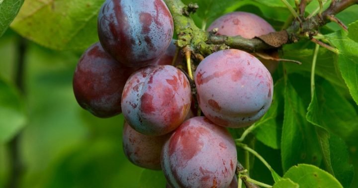 Giá trị dinh dưỡng của mận bắc tươi giúp cơ thể khỏe mạnh