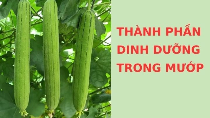 Giá trị dinh dưỡng của mướp Nhật