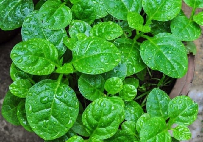 Giá trị dinh dưỡng của rau mồng tơi tươi ngon