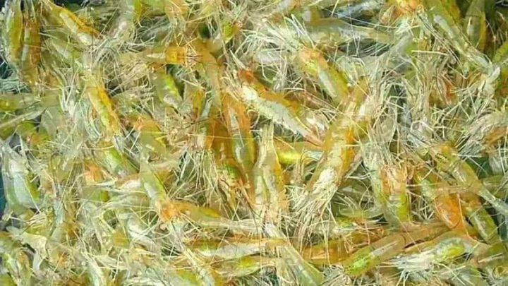 Giá trị dinh dưỡng của tép tươi và calo