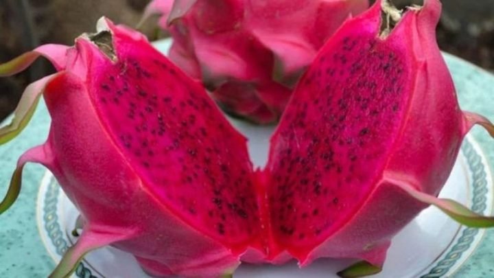 Giá trị dinh dưỡng của thanh long đỏ