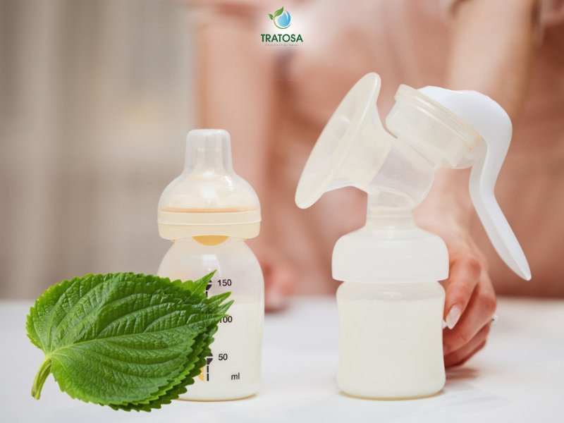 Giải đáp thắc mắc uống nước lá tía tô có lợi sữa không cho các bà mẹ sau sinh
