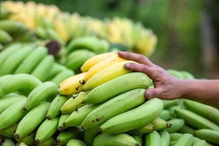 Hàm lượng dinh dưỡng và chuối xanh bao nhiêu calo trong chế độ ăn hàng ngày