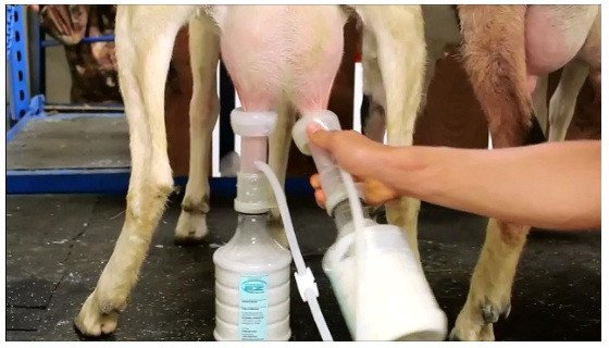 Hệ thống vắt sữa tự động hiện đại tại trang trại TH, đảm bảo vệ sinh cho sữa HILO với calo tự nhiên.