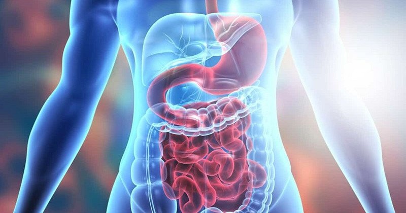 Hệ tiêu hóa khỏe mạnh nhờ chất xơ trong xoài sấy dẻo muối ớt được kiểm soát
