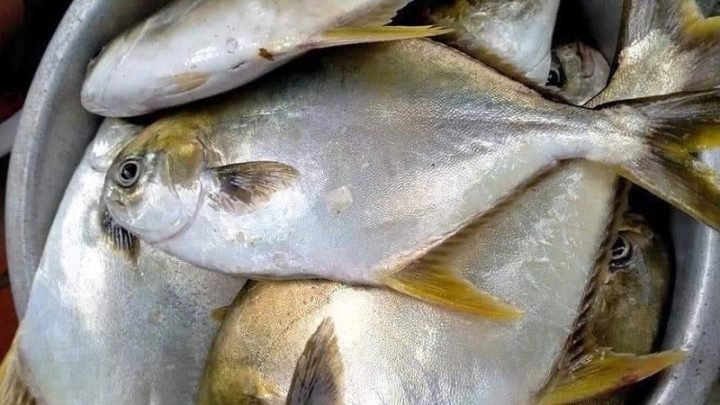 Hình ảnh cá chim trắng tươi ngon, giàu dinh dưỡng và ít calo