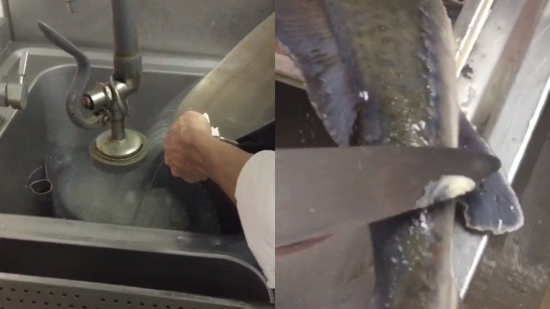 Hình ảnh cá tầm đang được làm sạch lớp nhớt bằng nước nóng và dao, minh họa bước đầu tiên trong cách làm thịt cá tầm tại nhà.