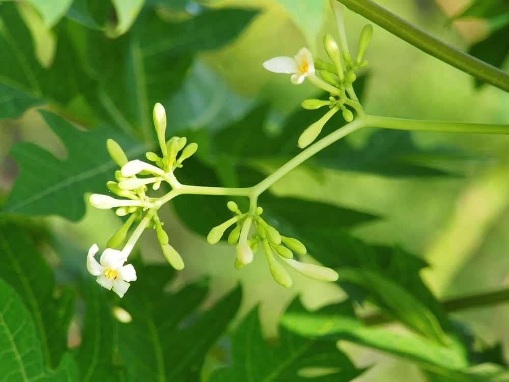 Hình ảnh hoa đu đủ đực tươi trước khi chế biến