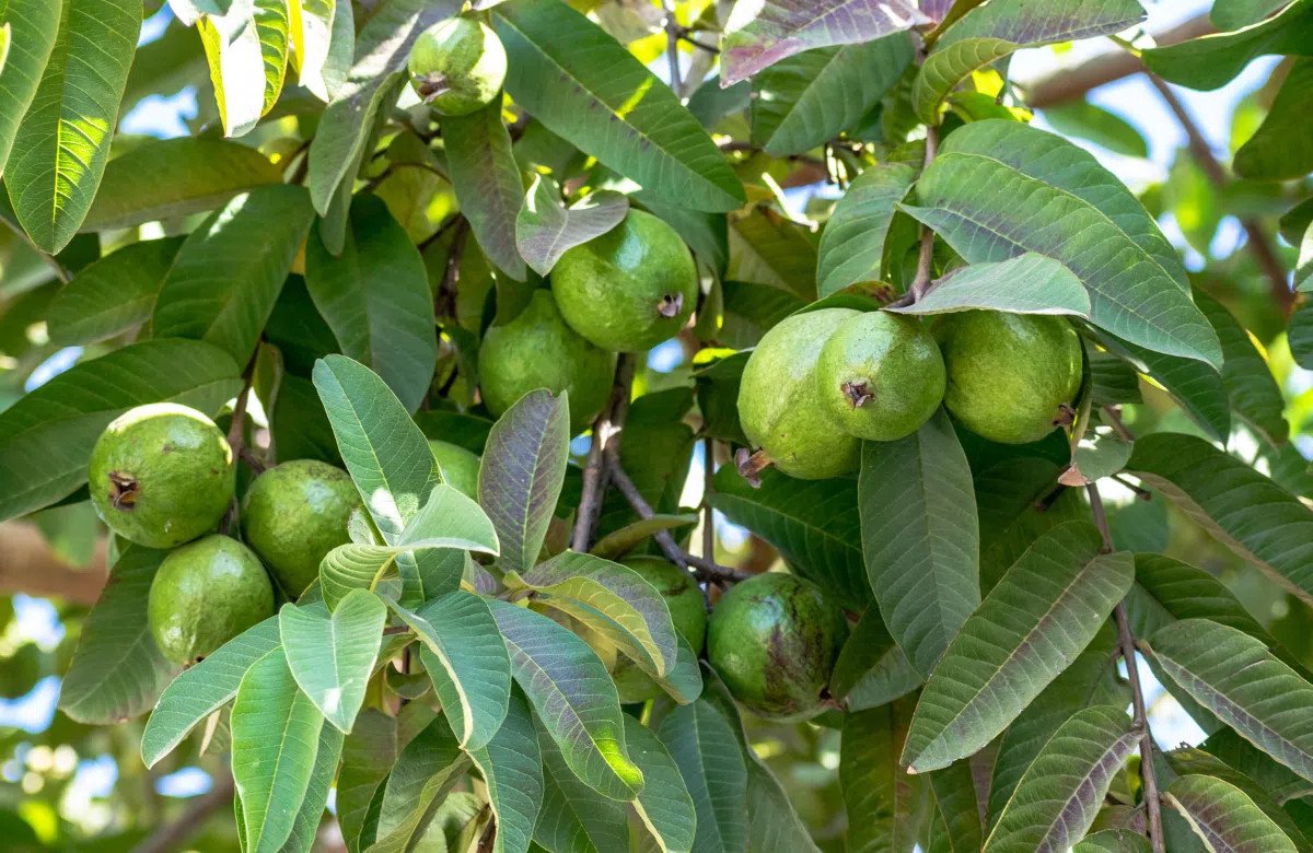Bí Quyết Chuẩn: Cách Nấu Nước Lá Ổi Thơm Ngon Tăng Cường Sức Khỏe Hình ảnh một bát lá ổi tươi xanh, đặt cạnh một ly nước lá ổi đã pha, thể hiện sự tươi mới và tinh khiết