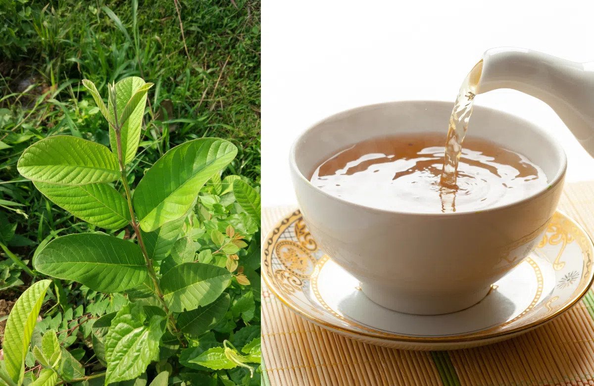 Hình ảnh một chén lá ổi tươi vừa được rửa sạch, sáng bóng với những giọt nước đọng trên lá, sẵn sàng để chế biến thành nước lá ổi