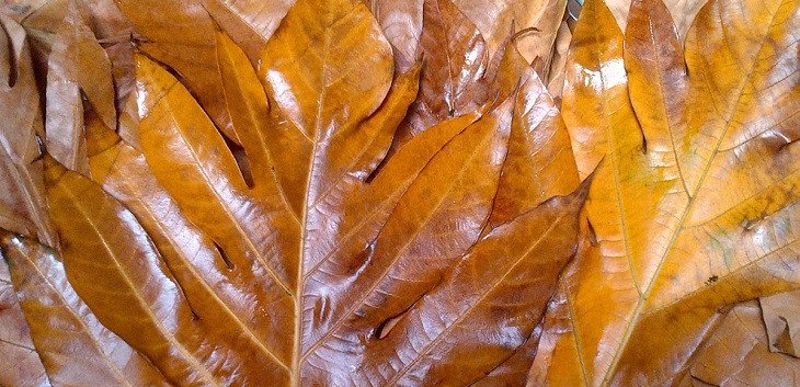 Hình ảnh sơ chế lá sake sạch sẽ trước khi nấu nước