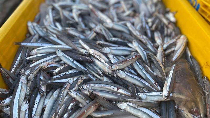 Hình ảnh tượng trưng cho khả năng tăng cường trí nhớ và chức năng não bộ nhờ dinh dưỡng từ cá cơm