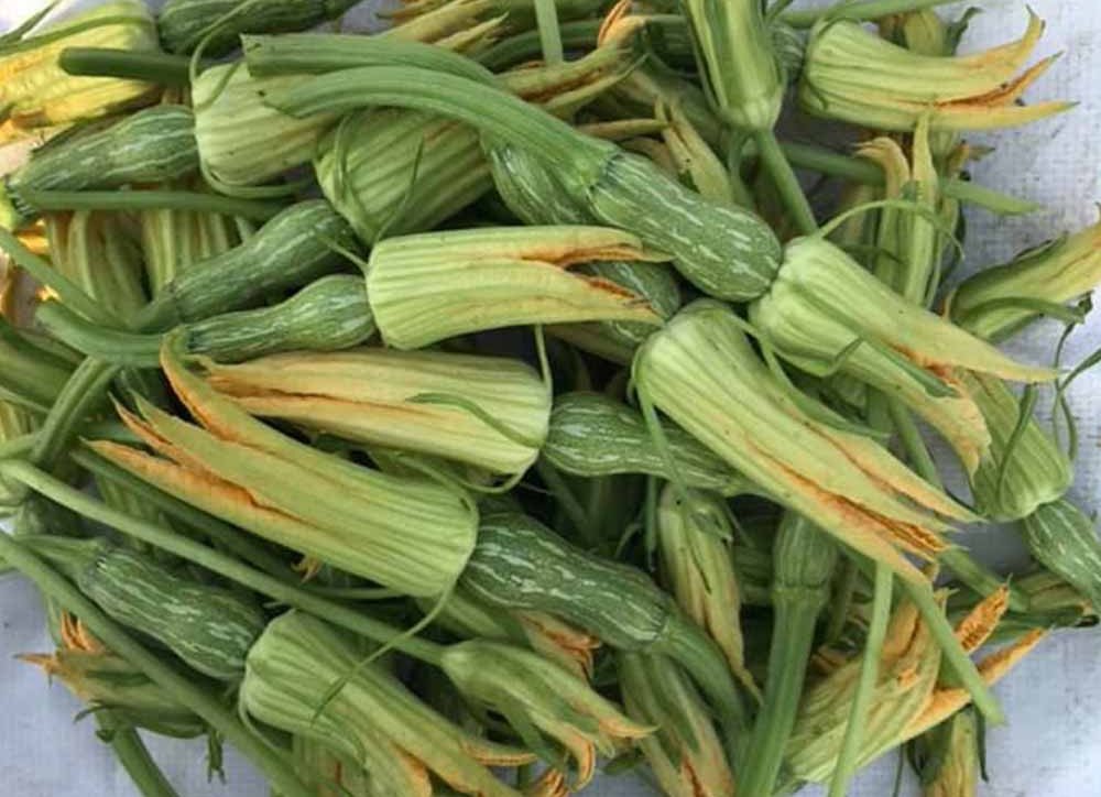 Hoa bí tươi mang lại nhiều lợi ích sức khỏe