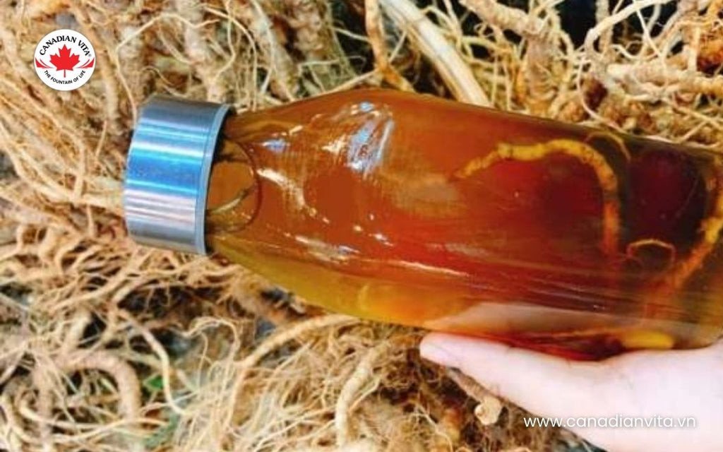 Hũ sâm đương quy ngâm mật ong vàng óng, sánh mịn