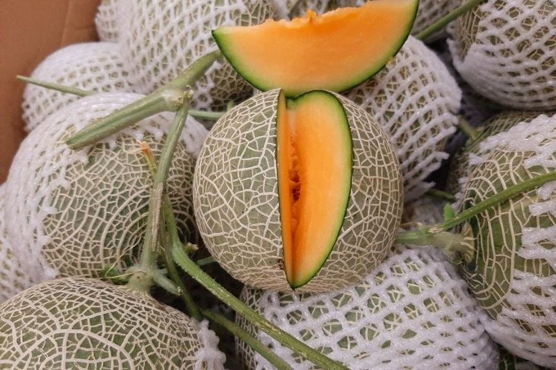 Hướng dẫn cách chọn mua dưa lưới tươi ngon để làm nước ép