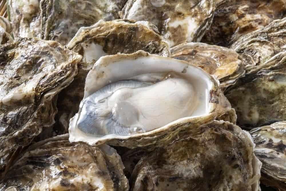 Hướng dẫn chọn hàu tươi ngon để nấu cháo hàu cho bé