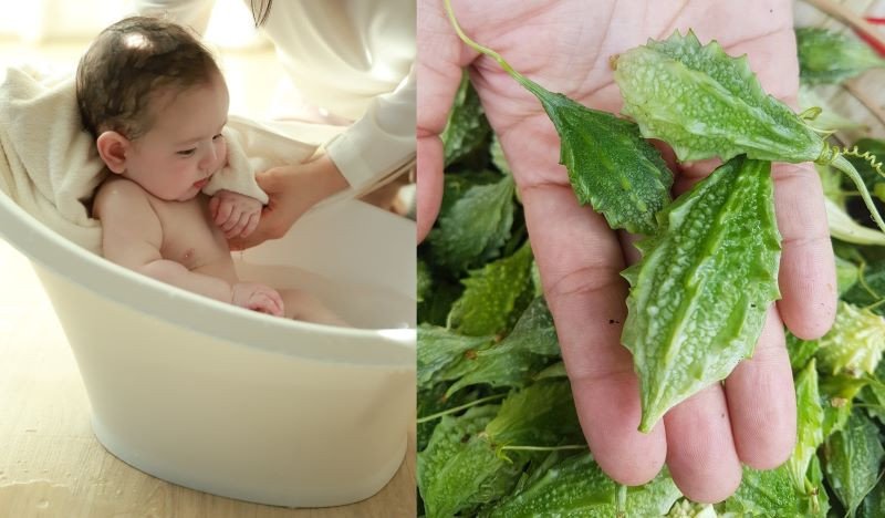 Khổ qua rừng giúp trị rôm sảy