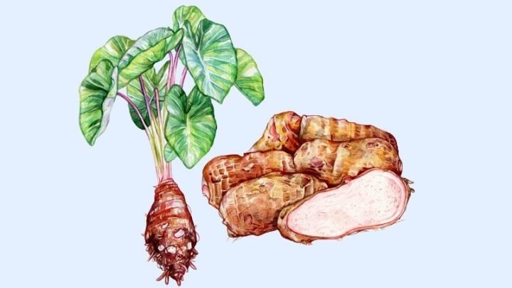 Canh Khoai Sọ Bao Nhiêu Calo? Phân Tích Dinh Dưỡng Từ A Đến Z Khoai sọ cung cấp nhiều chất dinh dưỡng cho cơ thể