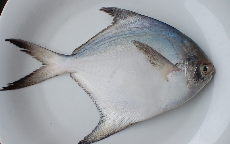 Kiểm tra mang cá chim trắng để nhận biết độ tươi