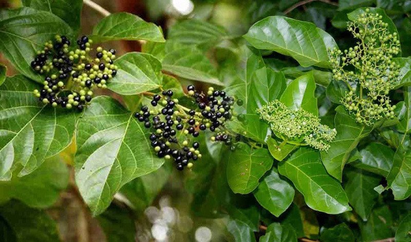 Lá cách tươi được thu hoạch, nguyên liệu nấu nước uống bổ dưỡng