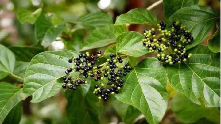 Lá cách tươi xanh, nguyên liệu chính cho món lá cách xào ếch