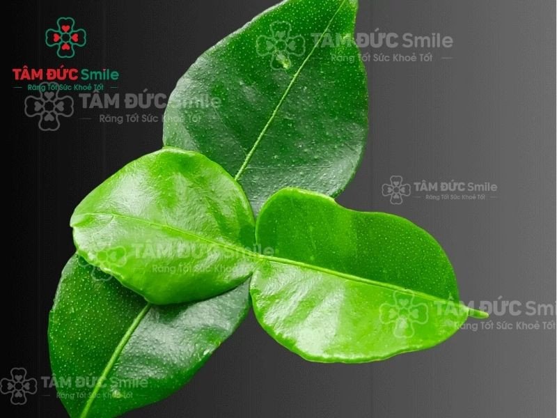 Cách Nấu Nước Lá Chanh Súc Miệng Khử Mùi Hôi Hiệu Quả Tại Nhà Lá chanh tươi xanh chứa tinh dầu kháng khuẩn tự nhiên giúp hơi thở thơm mát