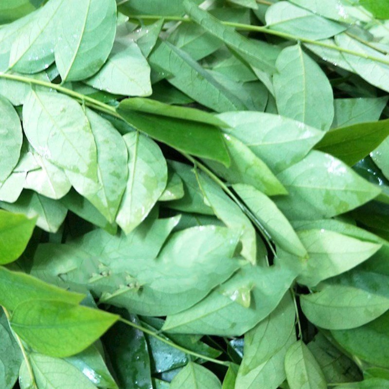 Lá chùm ruột tươi ngon chuẩn bị cho món nem thịt nạc