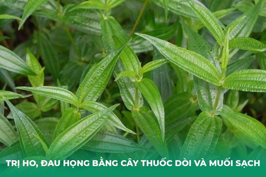 Lá thuốc dòi kết hợp muối sạch hỗ trợ trị ho và đau họng
