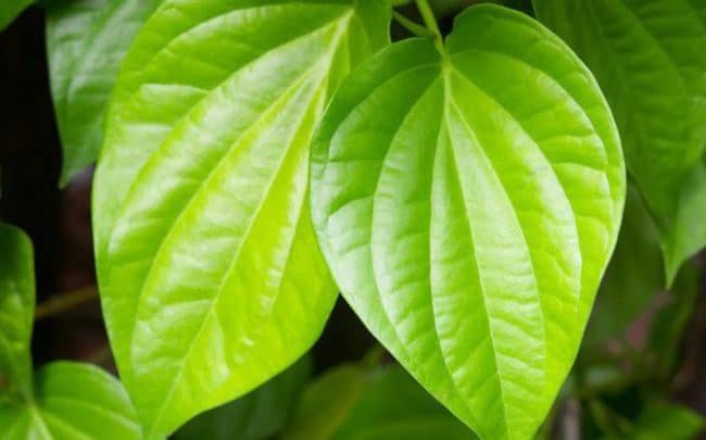 Lá trầu không hỗ trợ điều trị, một mẹo dân gian trong cách chữa tinh trùng màu nâu