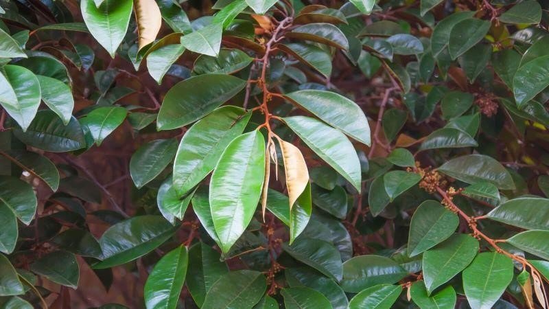 Lá vú sữa tươi và khô, nguyên liệu chính trong cách nấu lá vú sữa chữa dạ dày hiệu quả