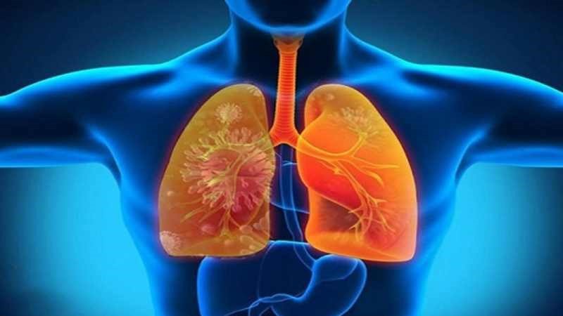Lợi ích sức khỏe của cá lóc theo y học cổ truyền và hiện đại