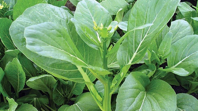 Lợi ích sức khỏe của rau cải ngồng tươi ngon