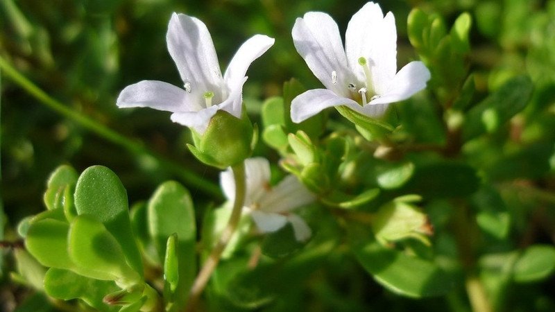 Lợi ích sức khỏe đa dạng của rau đắng