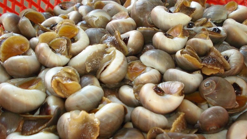 Lợi ích sức khỏe khi ăn thịt ốc bươu đúng cách