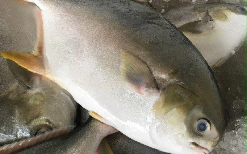 Lợi ích sức khỏe từ cá chim trắng, nguồn protein chất lượng cao