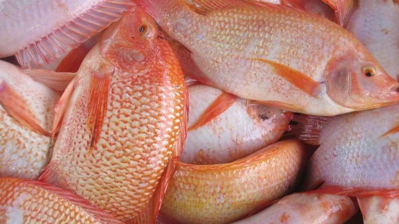 Lợi ích sức khỏe từ cá diêu hồng