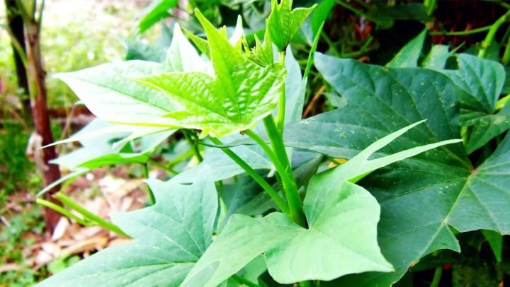 Lượng calo trong rau khoai lang