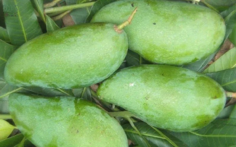 Lưu ý khi ăn xoài xanh để đảm bảo sức khỏe và không ảnh hưởng đến calo tổng thể