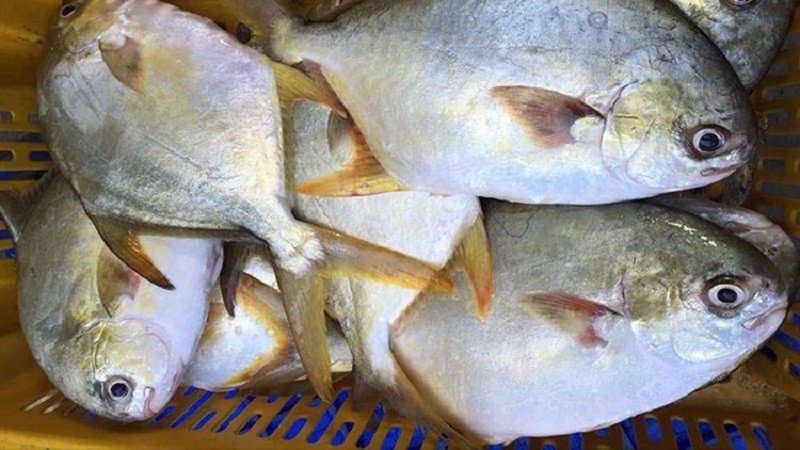 Lưu ý quan trọng khi chế biến cá chim trắng để giữ nguyên calo và dưỡng chất